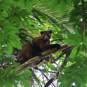 Rainforest Rescue