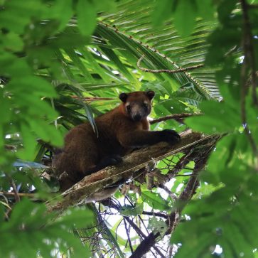 Rainforest Rescue